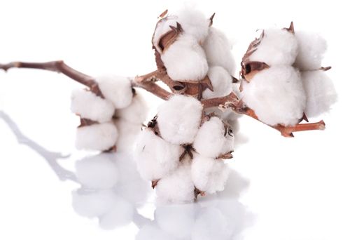 cotton fibre